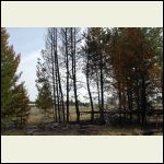 burnt trees and the meadow got burnt burnt trees and the meadow got burnt