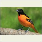 eastern oriole