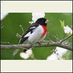 eastern rose breasted grosbeak