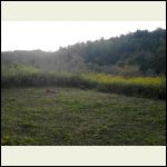 View SW from cabin site after clearing site