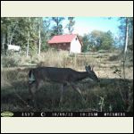 Visitors at the cabin