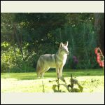 Coyote prepped for a dog show.  He's looking directly at our chicken house.
