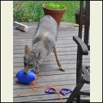 I suppose this coyote wants to play.  I took this pic thru the window of our house.