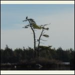 Osprey at the lake, Dec 25 2015