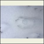 coyote track