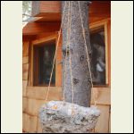 bird feeder bird feeder