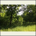 House hidden by vegetation