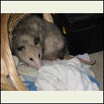 Possum