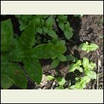 basil.jpg basil.jpg