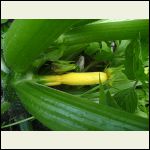 1styellowsquash.jpg 1styellowsquash.jpg