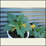 squash squash
