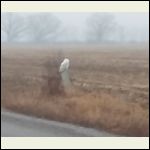 Big Snowy White Owl resting roadside.