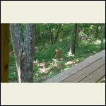 A visitor to my cabin early one morning before work started A visitor to my cabin early one morning before work started