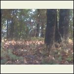 kinda blurry but one of many wildlife shots from my front door kinda blurry but one of many wildlife shots from my front door