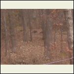 there are 5 of these turkey that march past my front door almost every day.. there are 5 of these turkey that march past my front door almost every day..