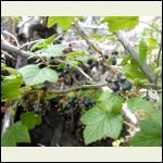 Black Currants