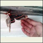 Cecropia_Moth1.jpg