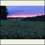 Sunset over Soy Bean field