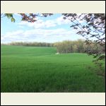 Neighbors wheat field