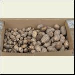 Potatoes_2015.jpg