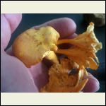 chantrelles.jpg