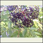 Elderberry