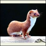 leastweasel.jpg