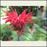 bee balm