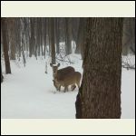 love the deer in winter
