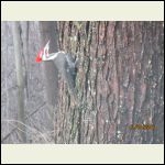 woodpecker two