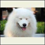 grinning_samoyed.jpg