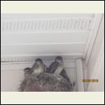 baby birds