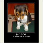 Bad_Dog