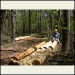 peeling logs