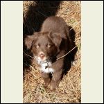 Australian Shepherd pup