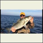 Striped Bass