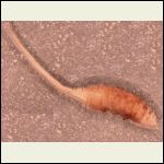 rat tailed maggot