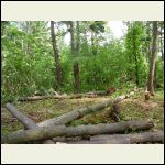 clearing trees clearing trees