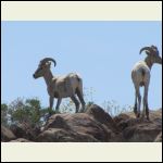 Bighorn Sheep (Borregos)