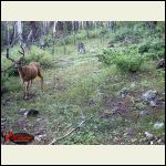 Muley Muley