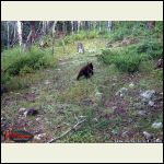 Black Bear Cub