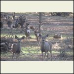 deer.jpg deer.jpg