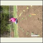 Garden Garden