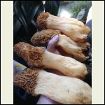 morels