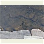 northernwatersnake.j.jpg