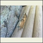rotted log