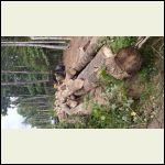 Logs ready for mill