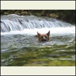 Swimming in the river