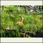 fawn in September