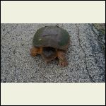 had 10 of these guys lined up layin eggs down our road...wild. had 10 of these guys lined up layin eggs down our road...wild.